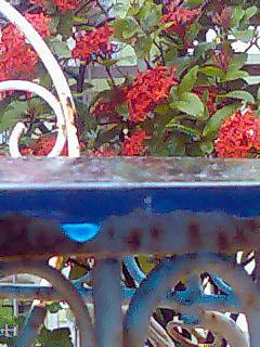 drops of blue against ixora