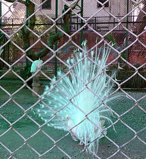 albino peacock