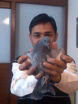 Rajinder and the pigeon