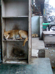 Meerut Dogs